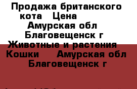 Продажа британского кота › Цена ­ 1 000 - Амурская обл., Благовещенск г. Животные и растения » Кошки   . Амурская обл.,Благовещенск г.